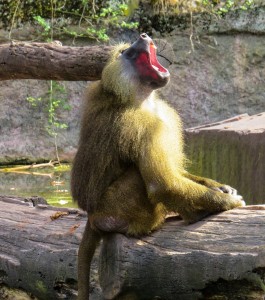 monkey-1334693_1920