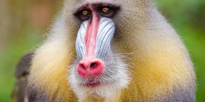 Prison Break: Ingenious Baboons Escape Texas Taste of Freedom