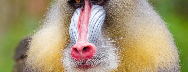 Prison Break: Ingenious Baboons Escape Texas Taste of Freedom