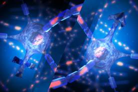 nerve-cell-male-female